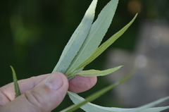 Salix