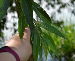 Salix
