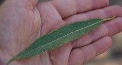 Salix