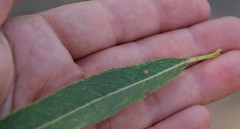Salix
