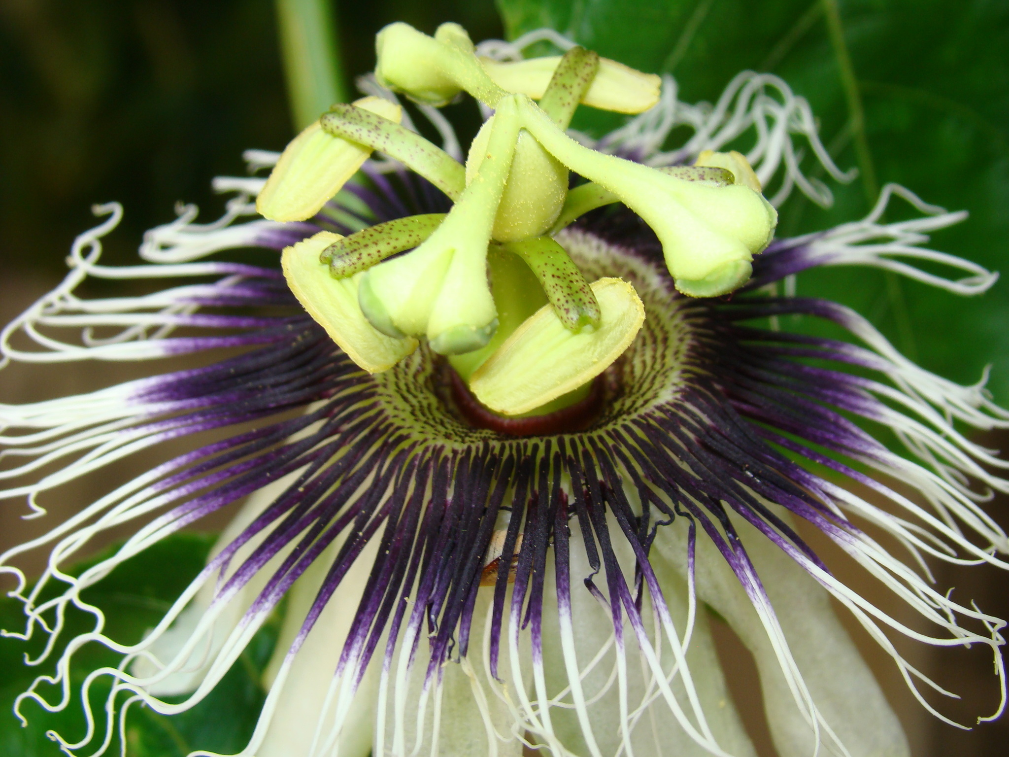 Passiflora edulis