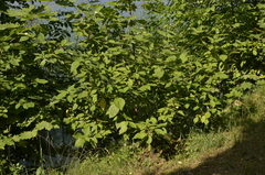 Cornus sericea