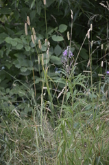 Chamaenerion angustifolium