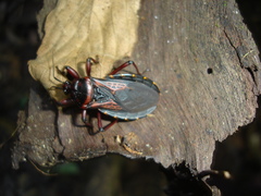 Brontostoma colossus