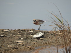 Charadrius mongolus mongolus