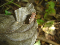 Anasa varicornis