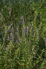 Oenothera rubricaulis