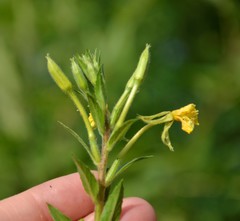 Oenothera rubricaulis