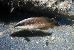 Rypticus bistrispinus