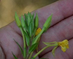 Oenothera rubricaulis