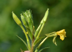 Oenothera rubricaulis