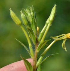 Oenothera rubricaulis