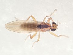 Lonchoptera scutellata