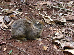Sylvilagus brasiliensis