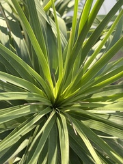 Beaucarnea