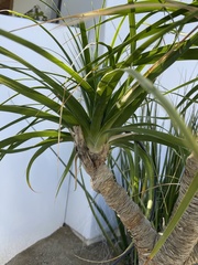 Beaucarnea