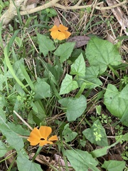 Thunbergia alata image