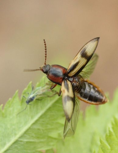 Kryžiuotasis Rugiaspragšis nuotrauka