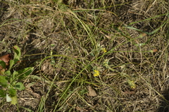 Medicago falcata