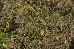 Medicago falcata