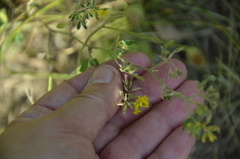 Medicago falcata