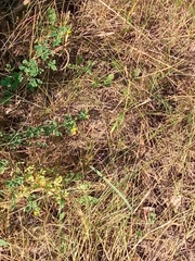 Medicago falcata