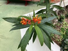 Asclepias curassavica image