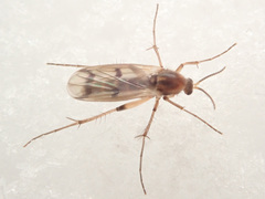 Mycetophila formosa