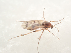 Mycetophila formosa