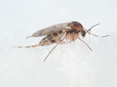 Mycetophila formosa