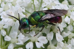Holopyga