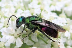 Holopyga