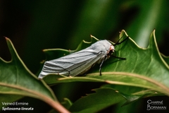 Ustjuzhania lineata