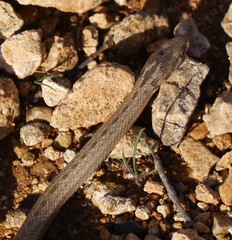 Macroprotodon mauritanicus