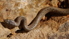 Macroprotodon mauritanicus