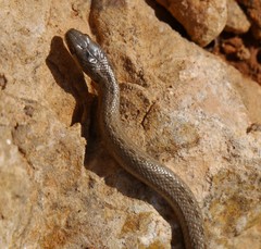 Macroprotodon mauritanicus