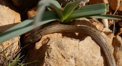 Macroprotodon mauritanicus