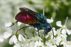 Holopyga