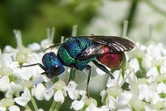 Holopyga