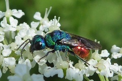 Holopyga