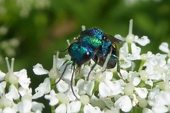 Holopyga