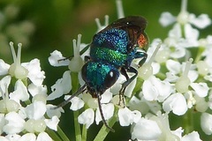 Holopyga