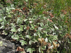 Potentilla divina
