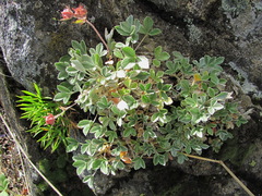 Potentilla divina