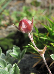 Potentilla divina