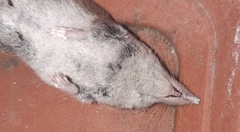 Crocidura suaveolens