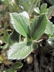 Potentilla divina