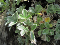 Potentilla divina