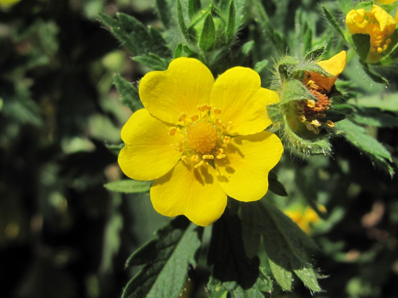 Potentilla thuringiaca