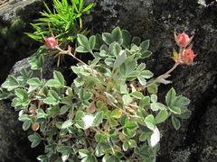 Potentilla divina